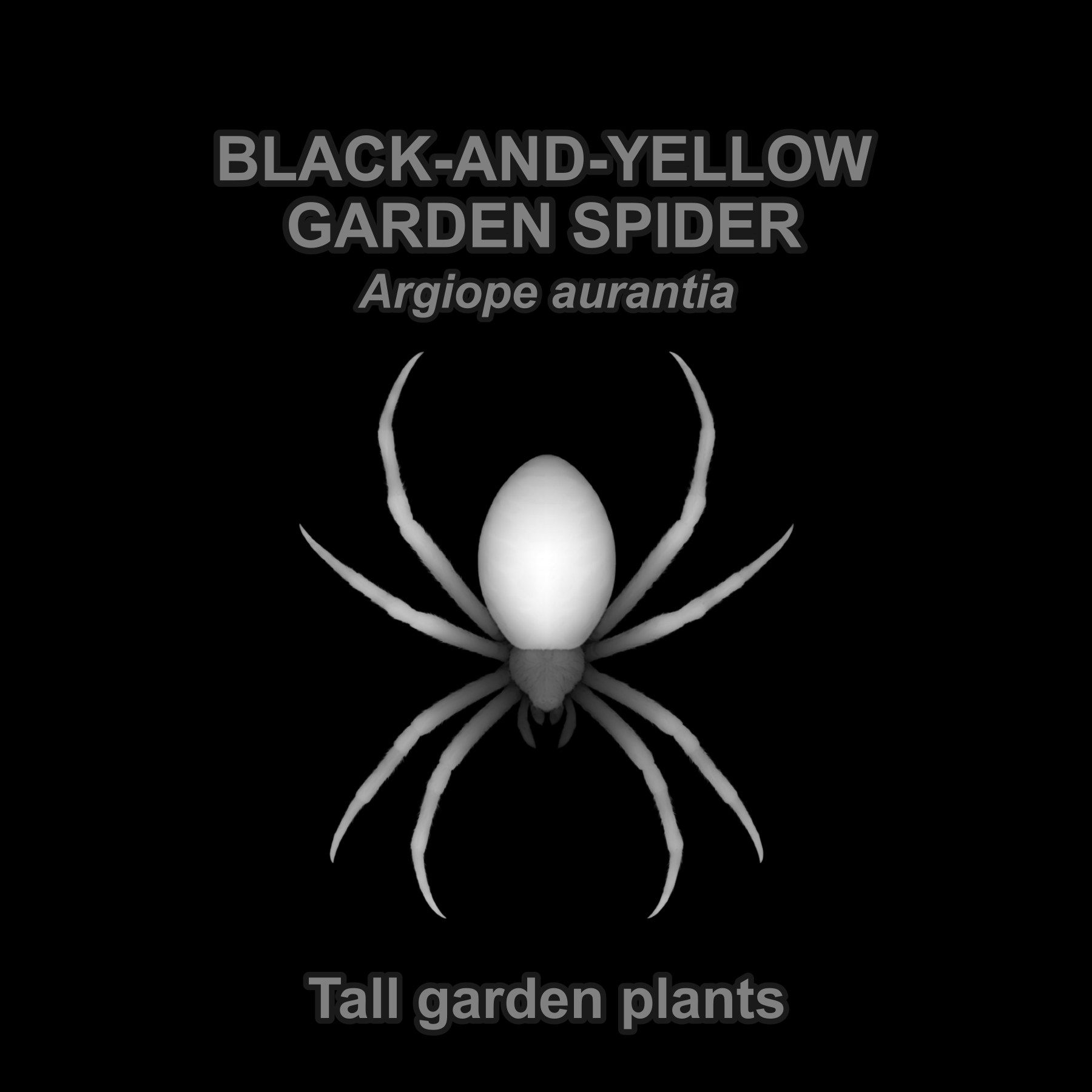 Drag this PNG into xTool Studio Black-and-yellow garden spider — Relief depth PNG — prototype
