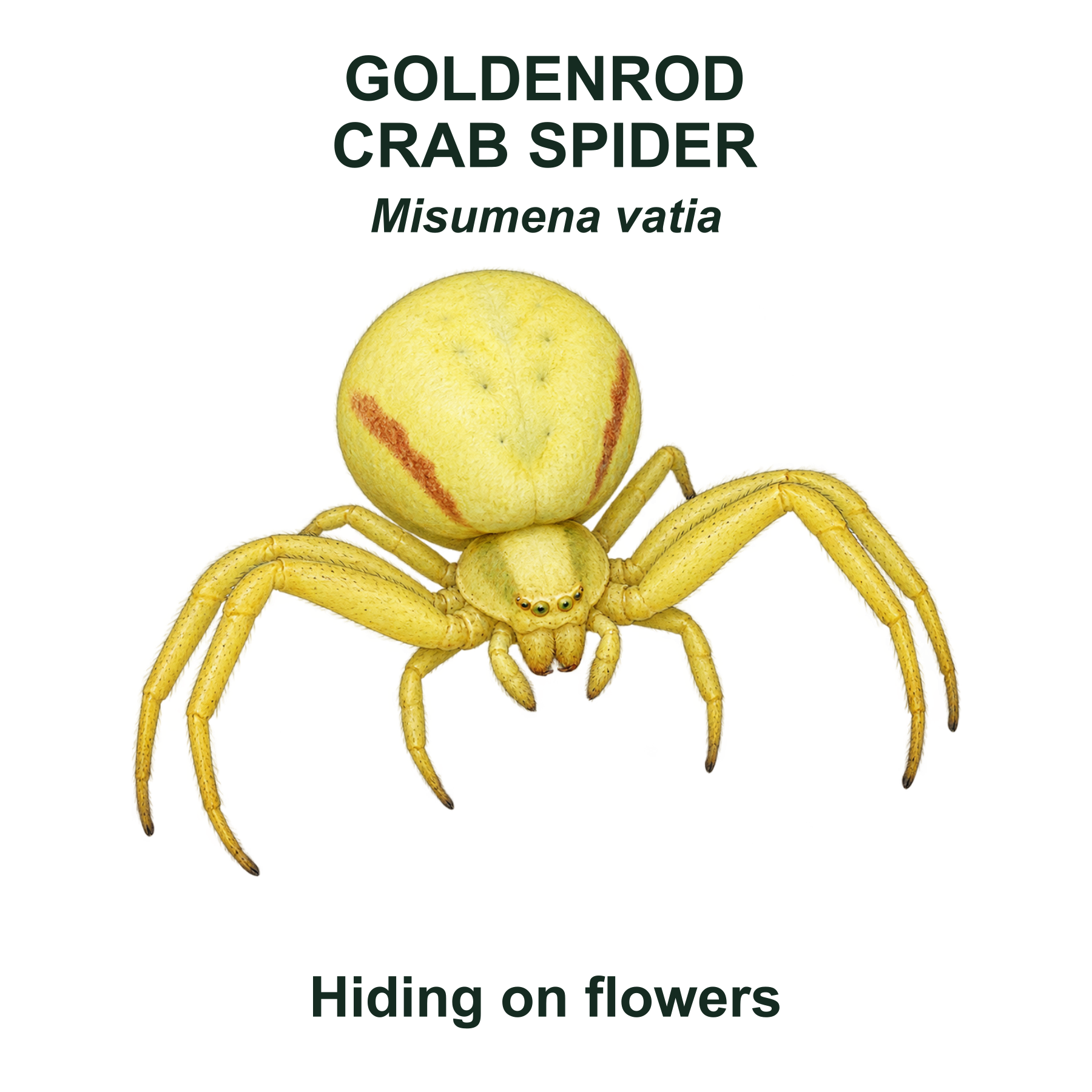Goldenrod crab spider — Transparent front PNG