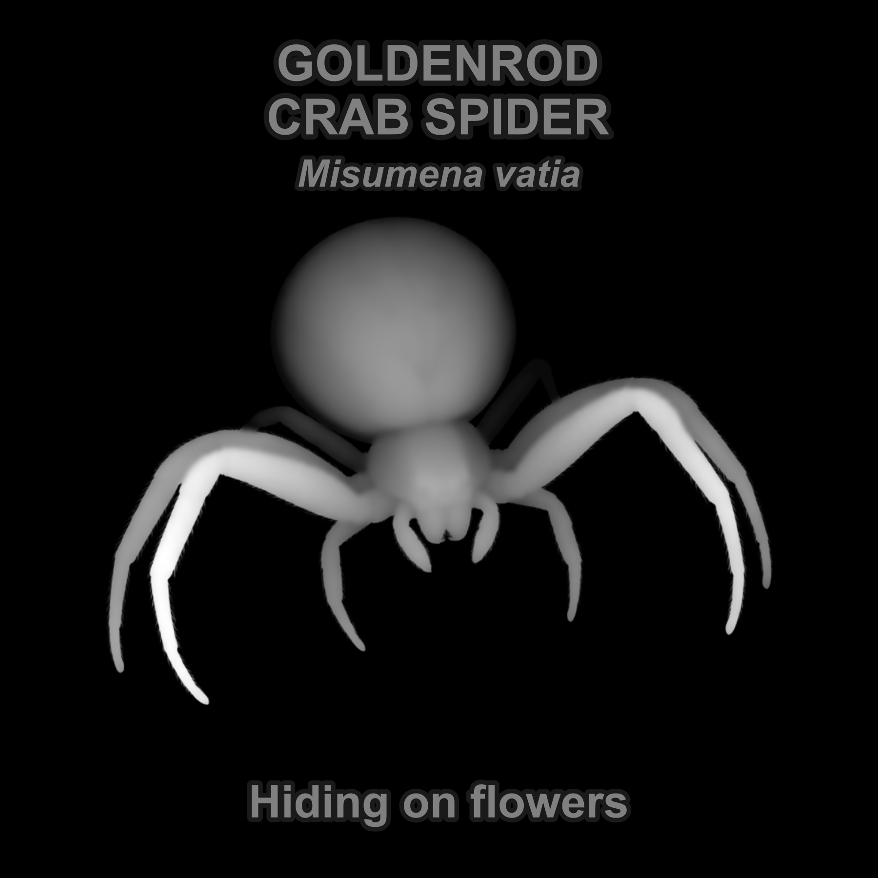 Goldenrod crab spider — Relief depth PNG — prototype