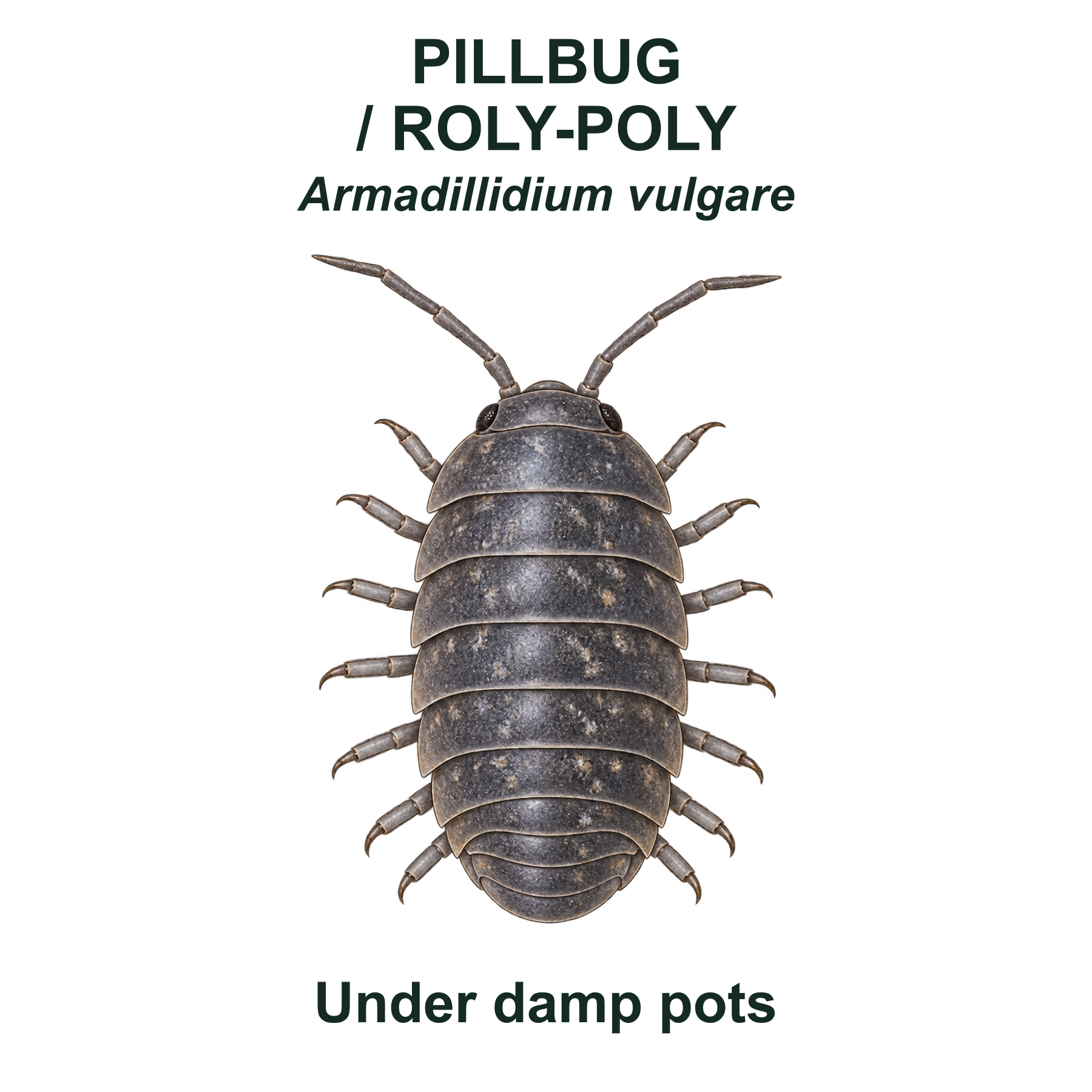 Drag this PNG into xTool Studio Common pillbug / roly-poly — Transparent front PNG