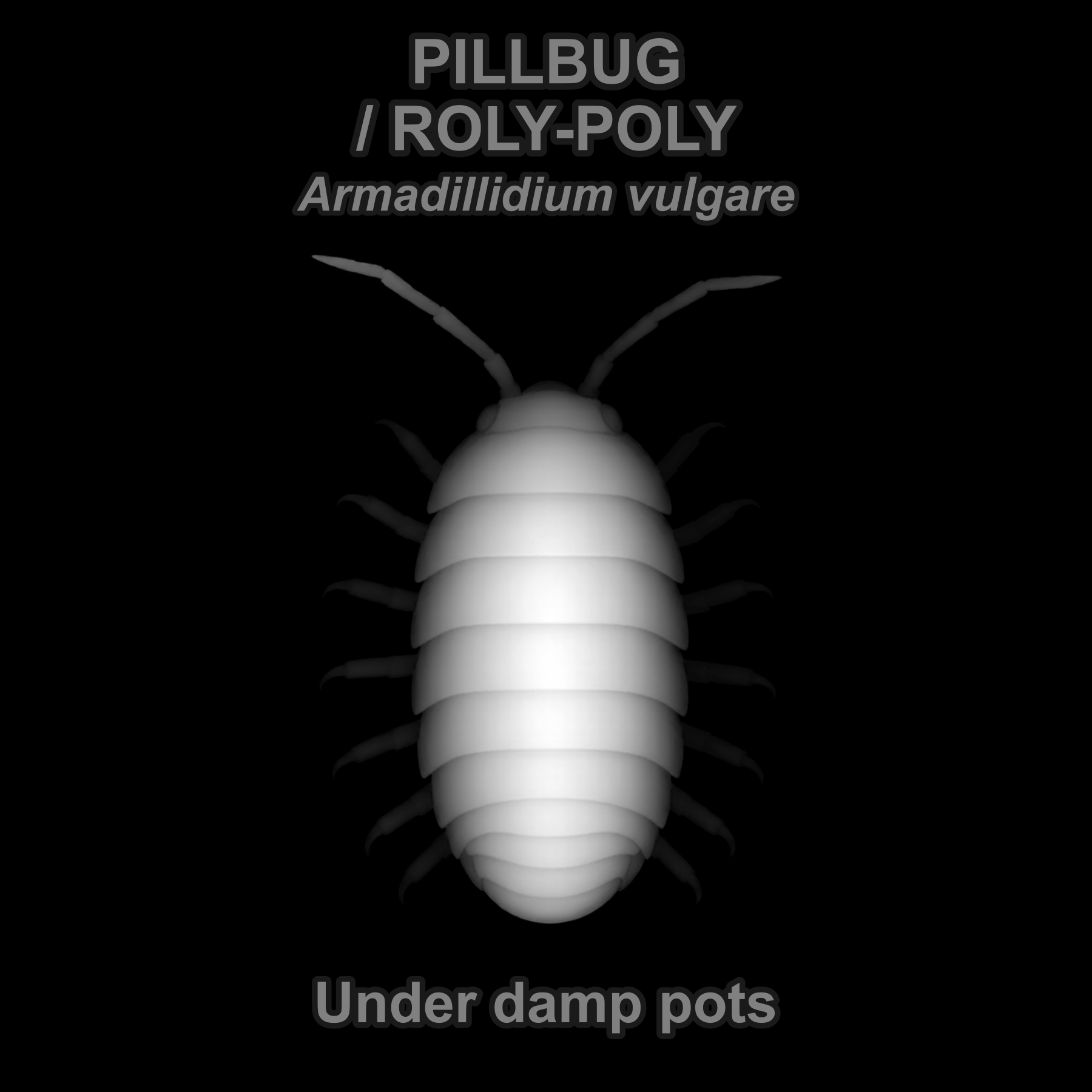 Drag this PNG into xTool Studio Common pillbug / roly-poly — Relief depth PNG — prototype