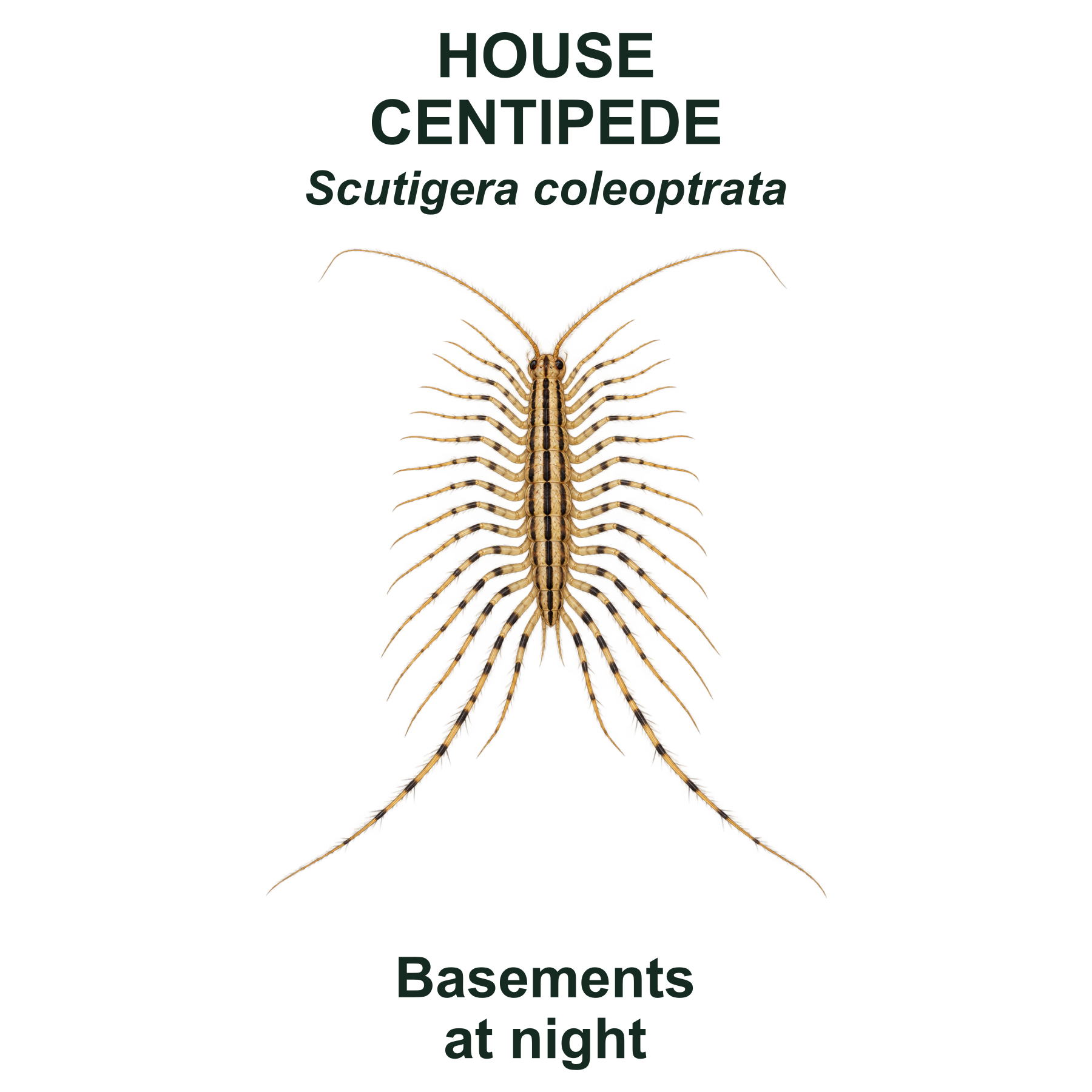 House centipede — Transparent front PNG