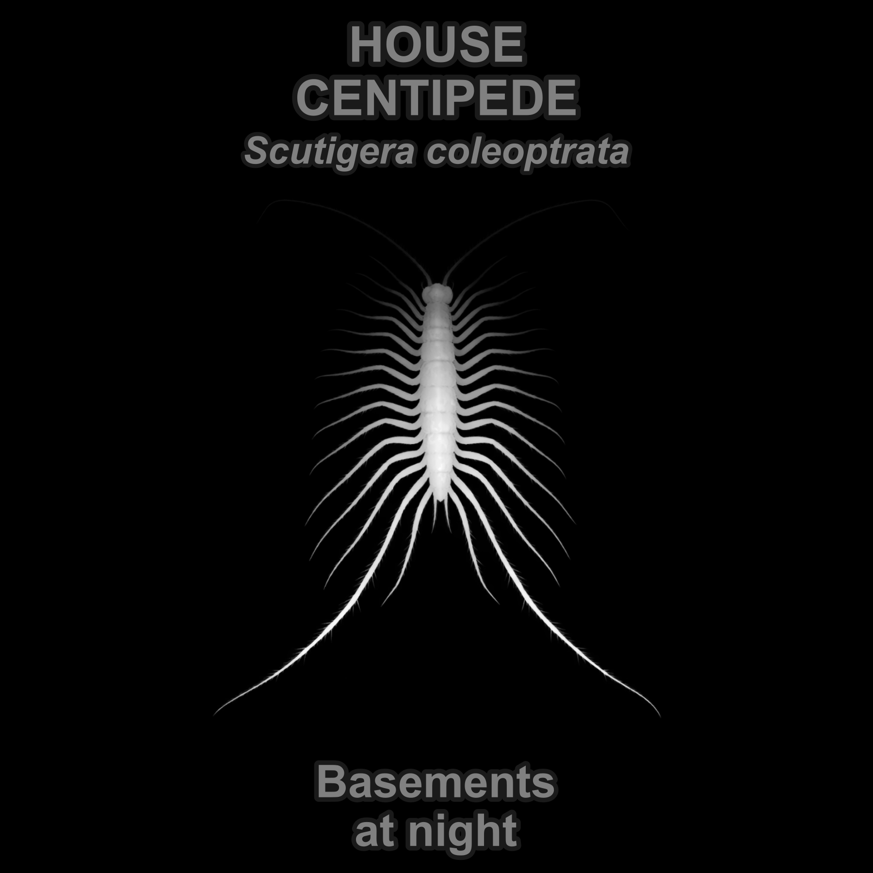 House centipede — Relief depth PNG — prototype