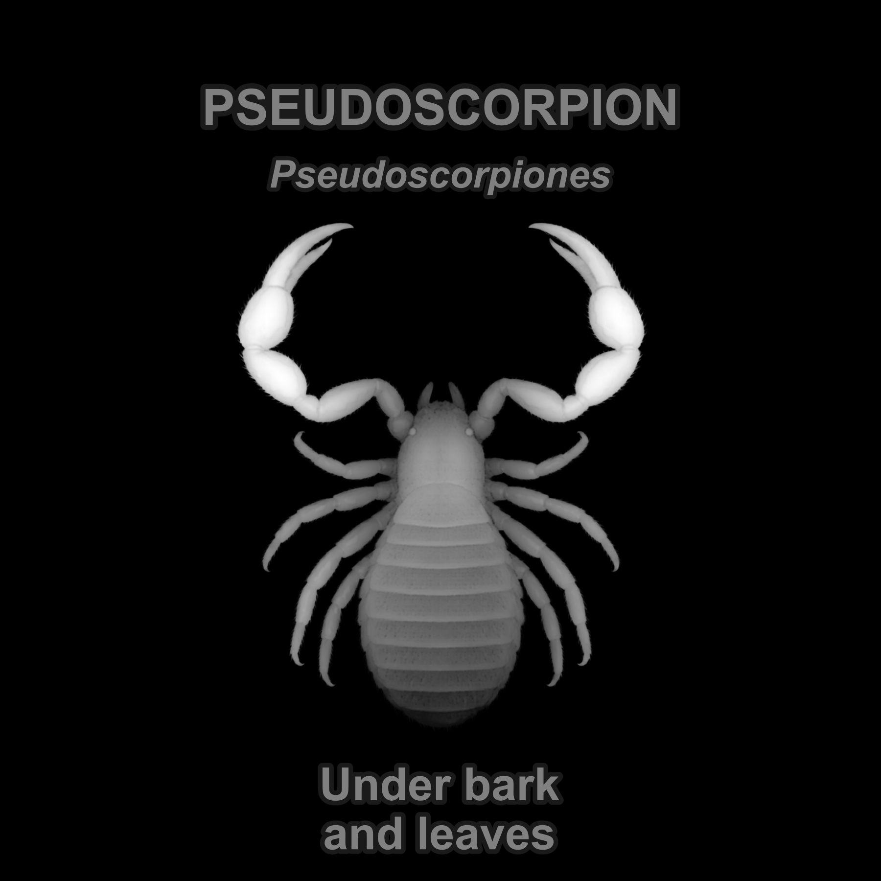Drag this PNG into xTool Studio Pseudoscorpion — Relief depth PNG — prototype