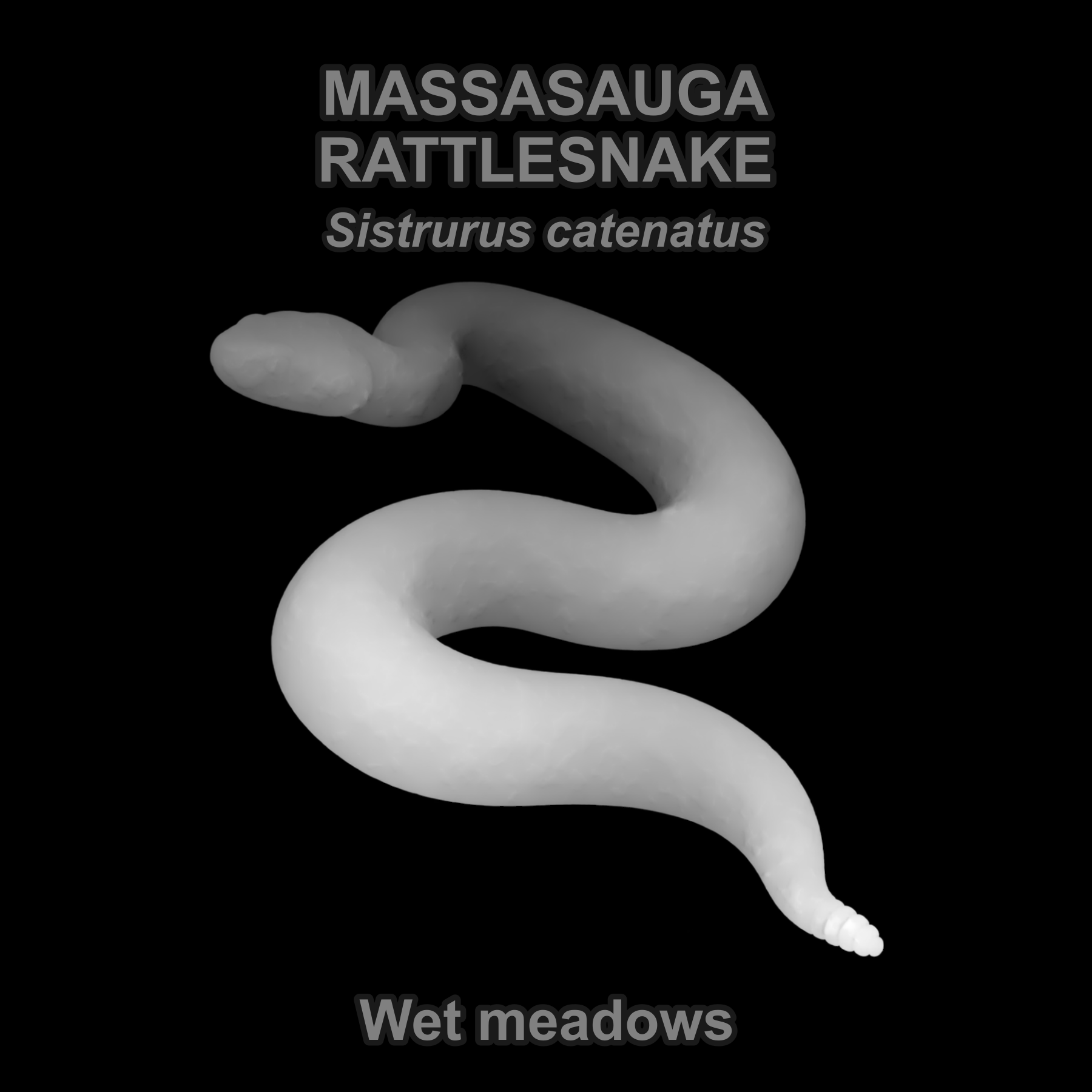 Eastern massasauga rattlesnake — Relief depth PNG — prototype