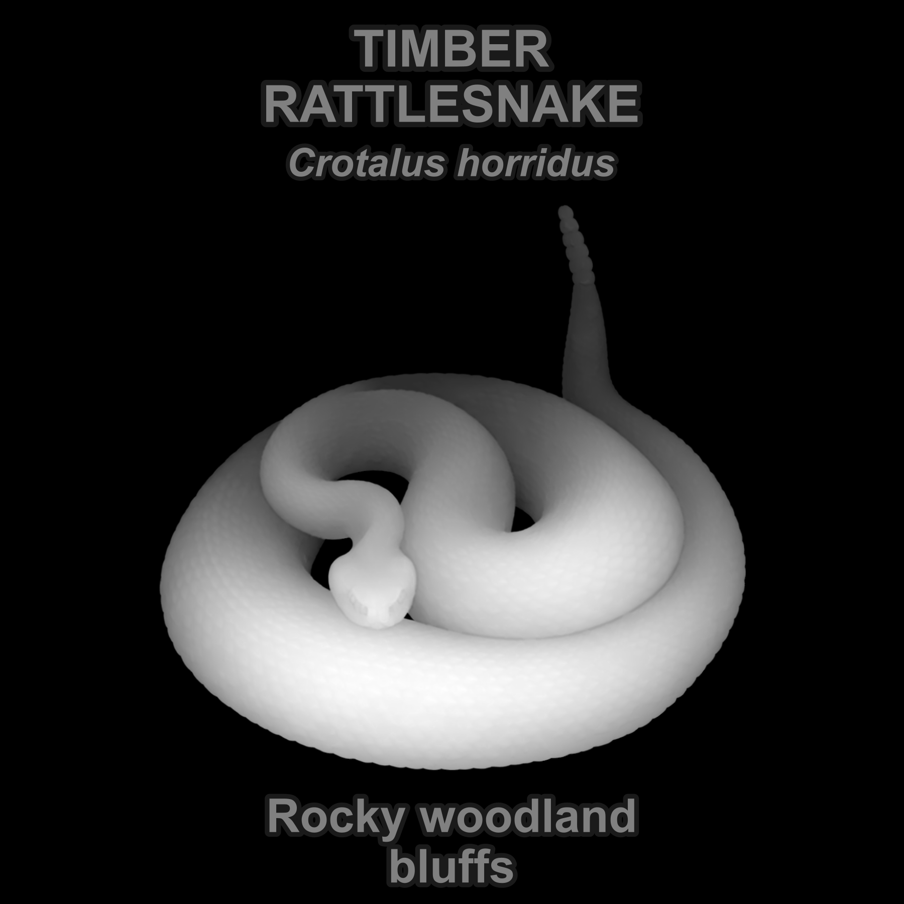 Timber rattlesnake — Relief depth PNG — prototype