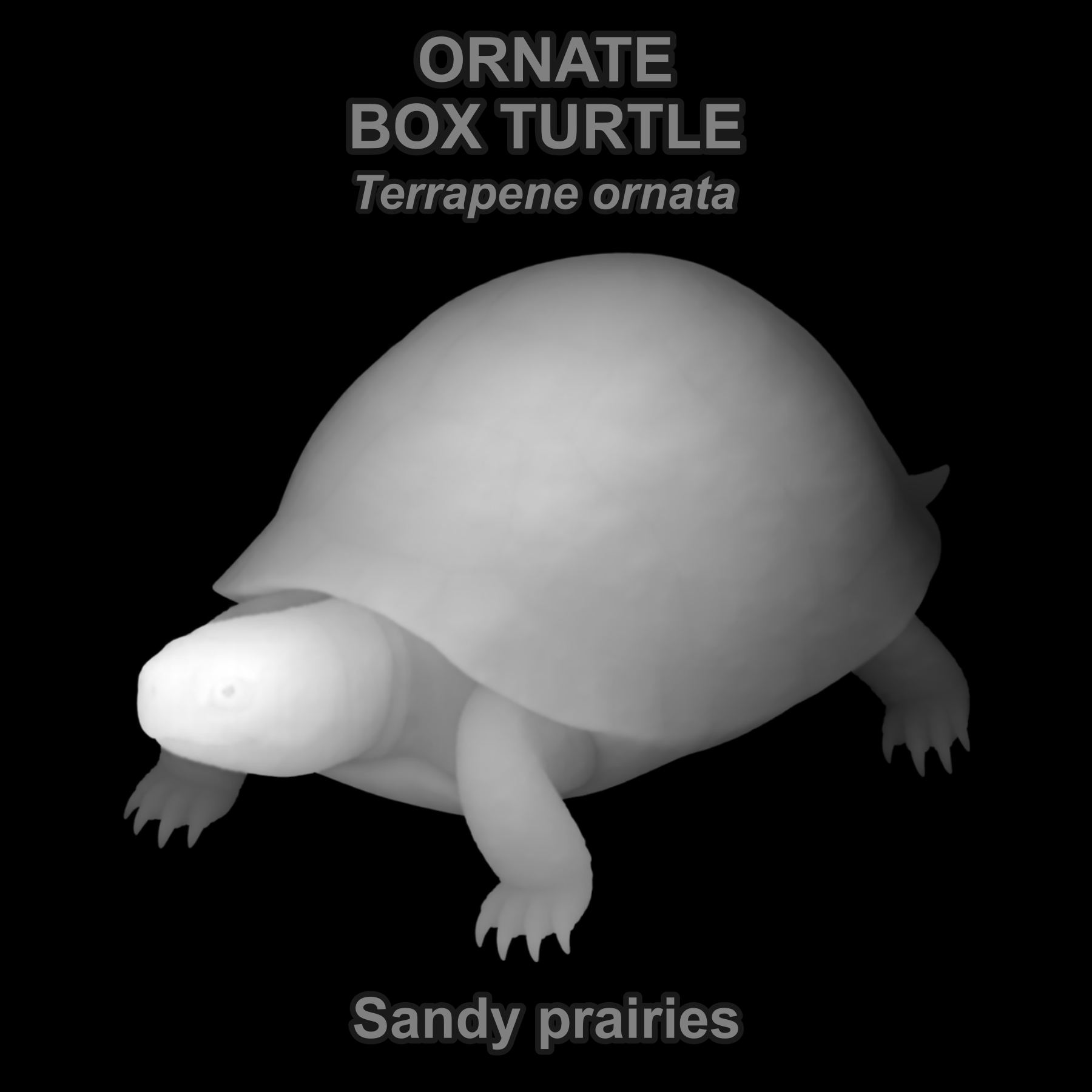 Ornate box turtle — Relief depth PNG — prototype