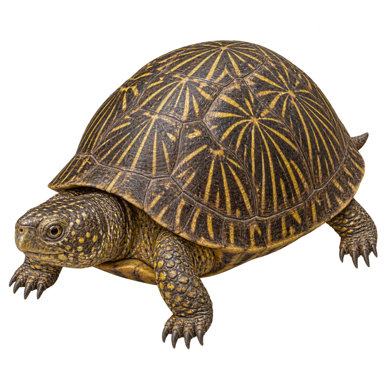 Ornate box turtle — Original artwork
