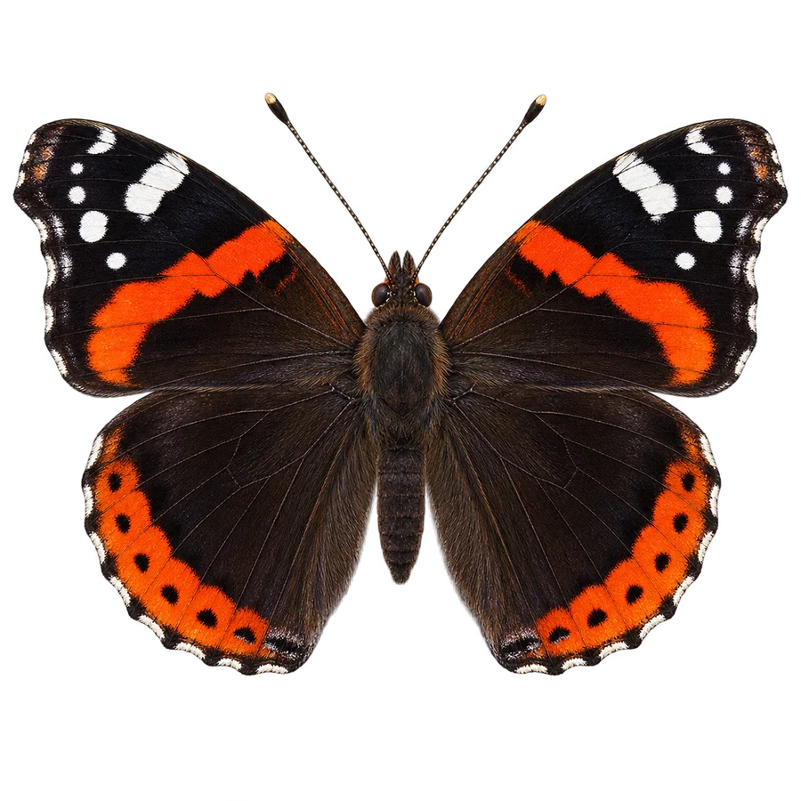 Red admiral illustration